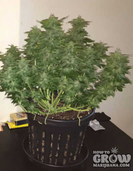 Royal Queen – Fast Eddy Automatic CBD Feminized Seeds