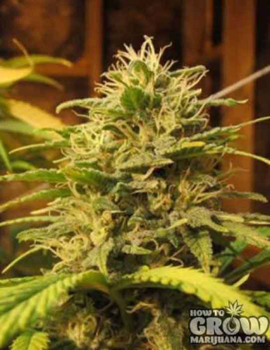 Royal Queen – ICE Feminized Seeds