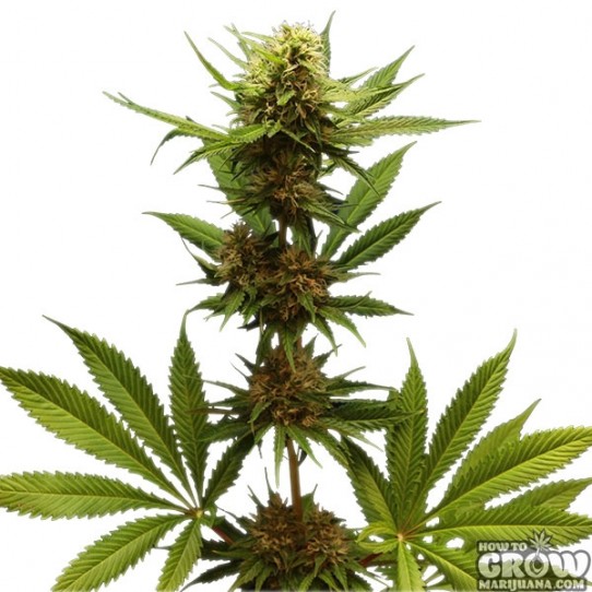 Royal Queen – Northern Light Feminized Seeds