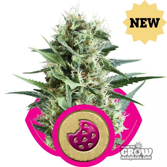 Royal Queen – Royal Cookies Feminized Seeds