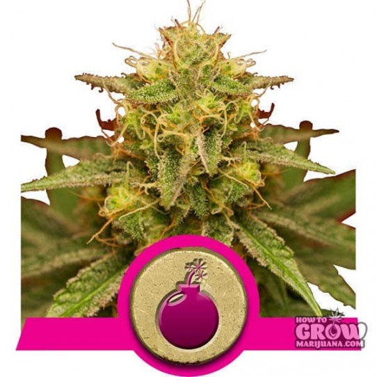 Royal Queen – Royal Domina Feminized Seeds