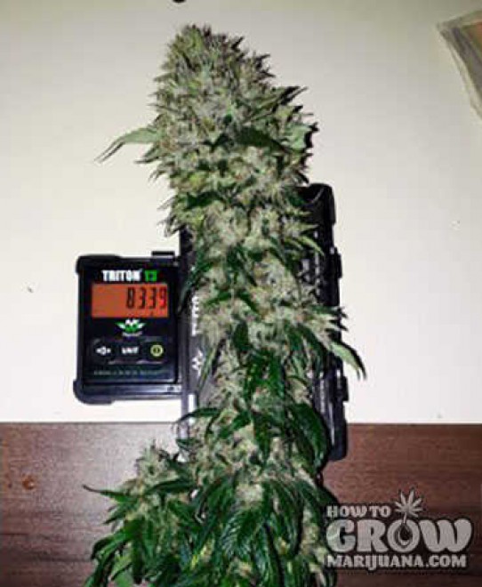 Royal Queen – Royal Gorilla Feminized Seeds