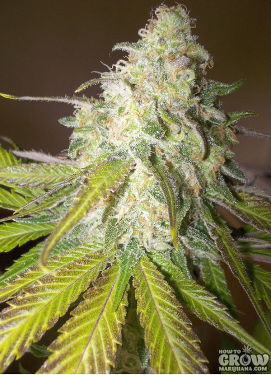 Royal Queen – Sour Diesel Feminized Seeds