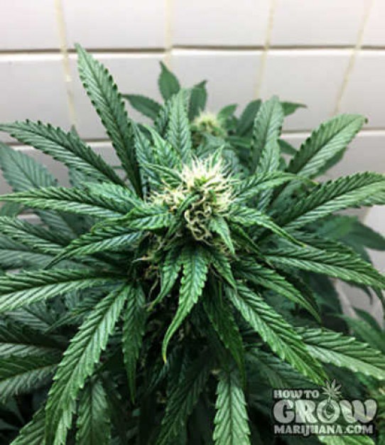 Royal Queen – Stress Killer Automatic CBD Feminized Seeds