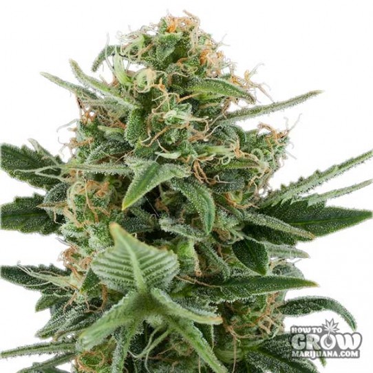 Royal Queen – Royal Dwarf Autoflowering Feminised Seeds