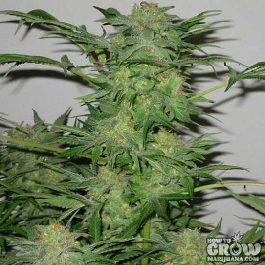 Sagarmatha – AK-48 Autoflowering Feminized Seeds