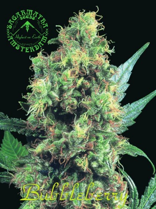 Sagarmatha – Bubbleberry Marijuana Seeds