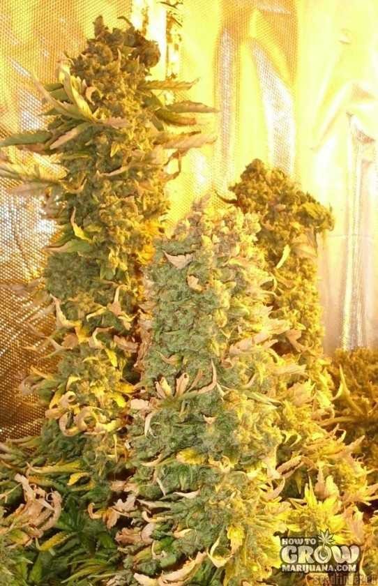 Sannies – Jack Feminized Seeds