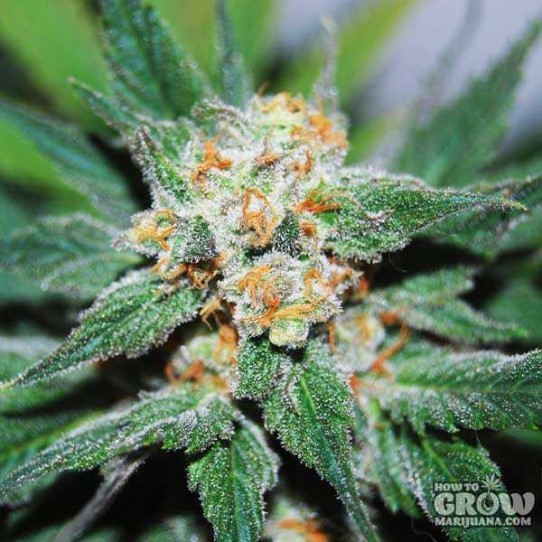 No Mercy – Santa Maria (Planck) Seeds