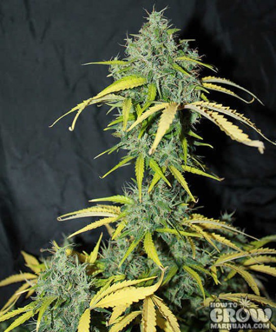 Seedsman – Auto Amnesia Autoflowering Feminized Seeds