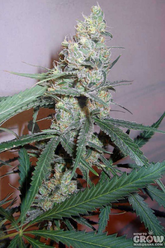 Seedsman – Cindy White Feminized Seeds