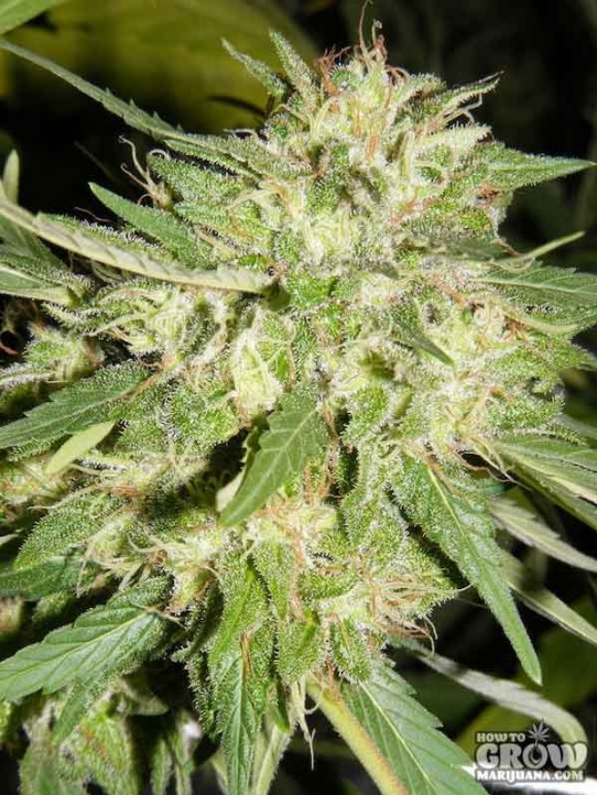 Sensi – Big Bud Feminized Seeds