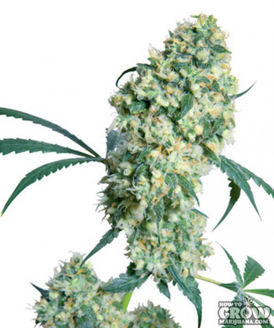 Sensi – Ed Rosenthal Super Bud Regular Seeds