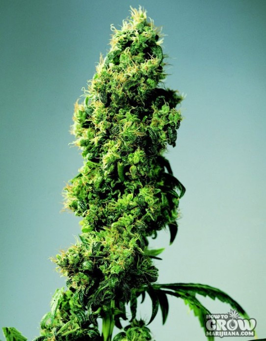 Sensi – Four Way Feminized Marijuana Seeds