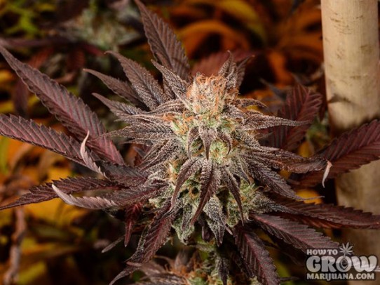 Sensi – Fruity Juice AutoFlowering Seeds