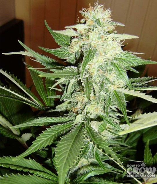 Sensi White Label – Purple Haze Seeds