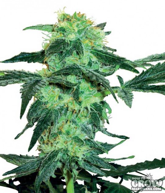 Sensi – White Ice Feminized Marijuana Seeds