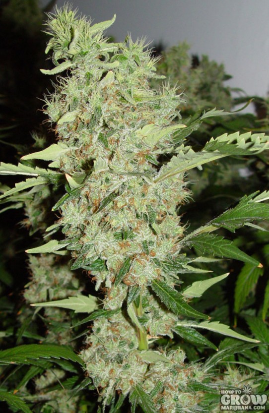 Serious – Bubble Gum Marijuana Seeds