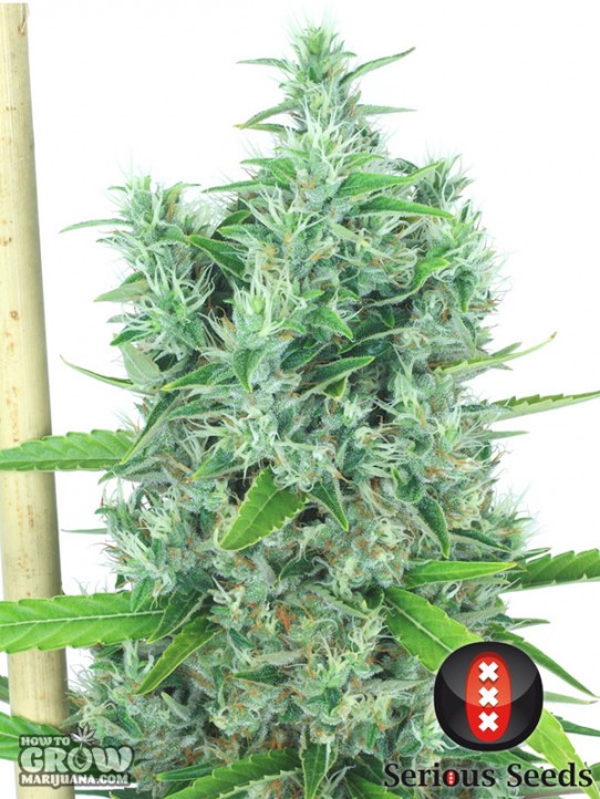 Serious – Kali Mist Feminized Seeds