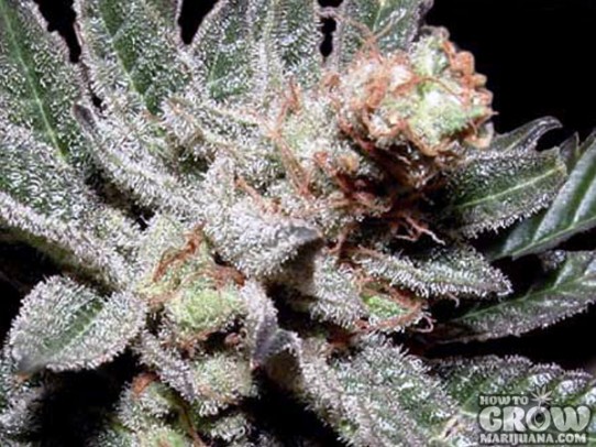 Soma – Amethyst Bud Seeds