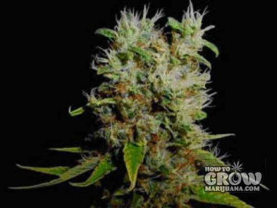 Soma – Buddha Sister Feminized Cannabis Seeds