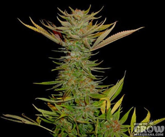 Soma – G13 Haze X Reclining Buddha Seeds