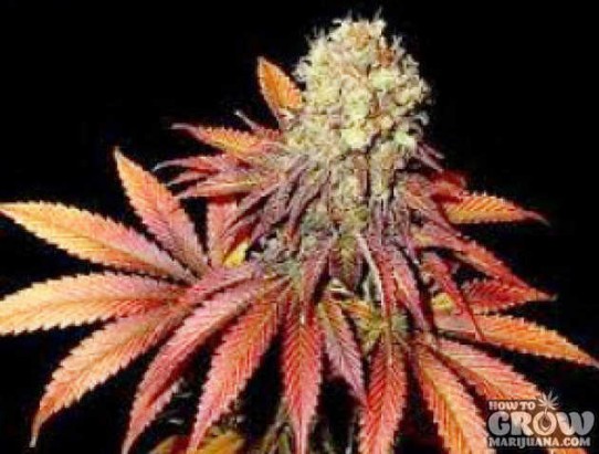 Soma – G13 Haze X Rock Bud Seeds