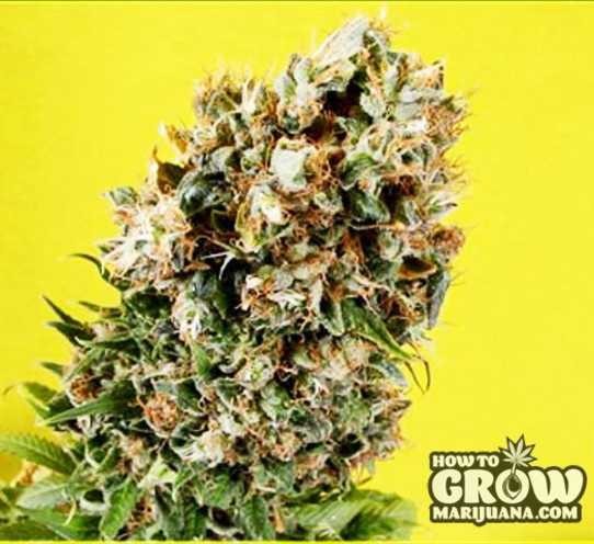 Soma – G13 Haze X Somativa Seeds