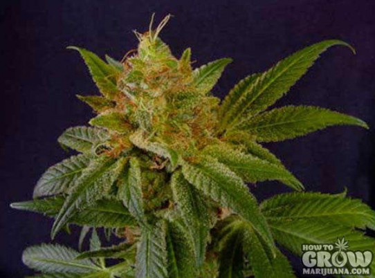 Soma – G13 Haze X White Light Seeds