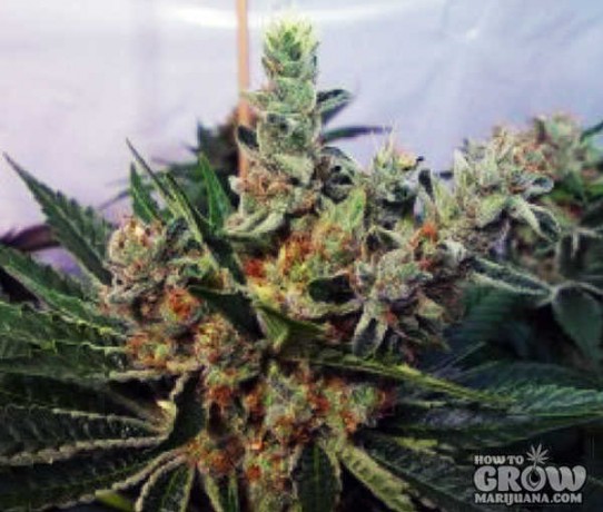 Soma – G13 Haze X White Willow Seeds