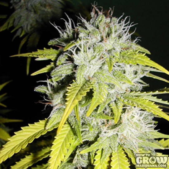 Soma Hash Heaven Feminized Seeds