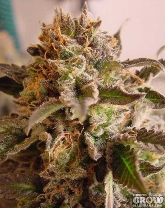 Soma – Rock Bud Feminized Seeds