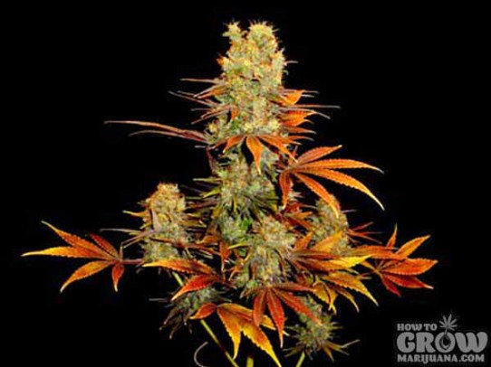 Soma – G13 Haze X Somango Seeds