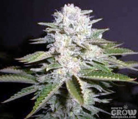 Soma – White Willow Feminized Seeds