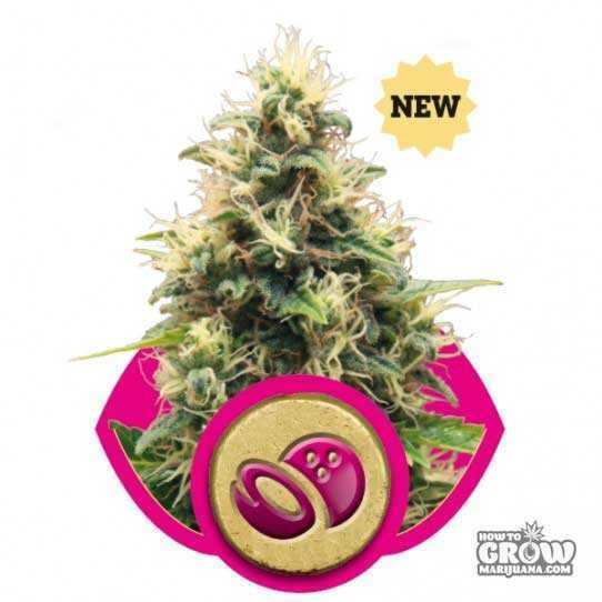 Royal Queen – Somango XL Femnized Seeds