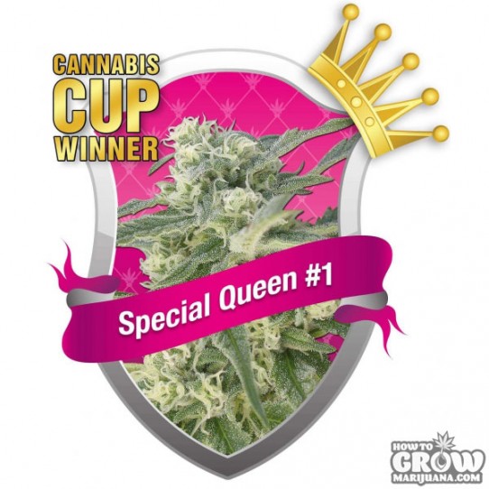 Royal Queen Special Queen No.1 Feminized Seeds