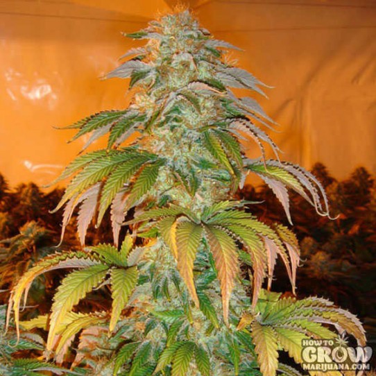 Paradise – Spoetnik #1 Feminized Seeds