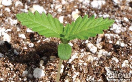 Best Marijuana Seeds for Spring