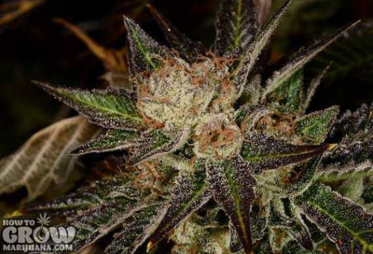 Strainwise – Bruce Banner #3 Feminized Seeds