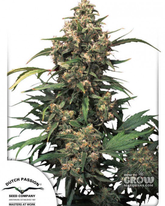 Dutch Passion – Strawberry Cough Marijuana Seeds