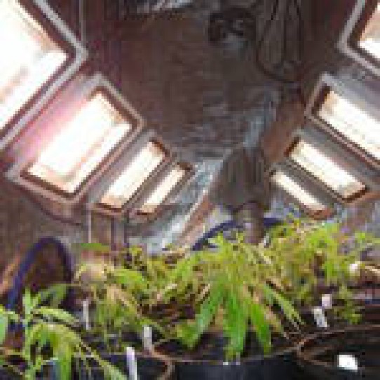 Super Grow LED – Beginners grow diary using Halo (SGL6) lights