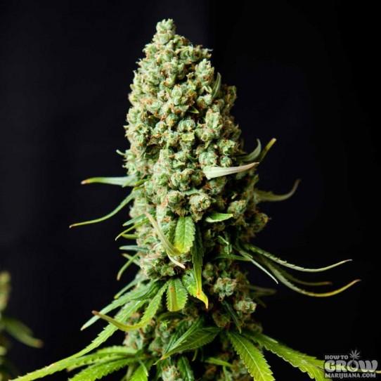 Super Skunk Seeds – BIG Review of Auto, Fem etc