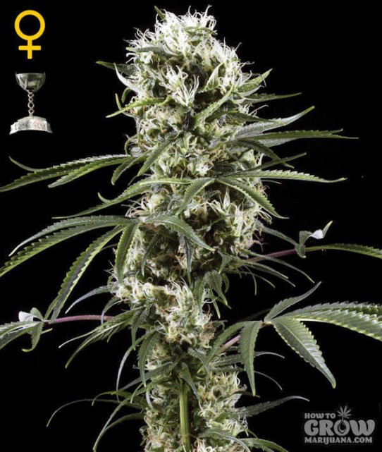 Green House – Super Lemon Haze Feminized Marijuana Seeds