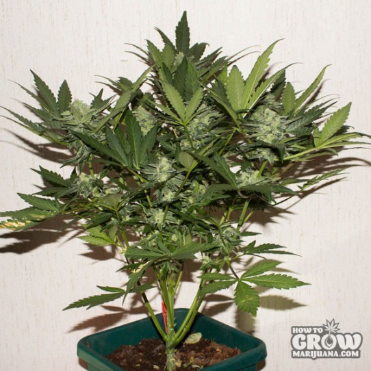 Sweet – Auto Sweet Skunk Autoflowering Feminized Seeds