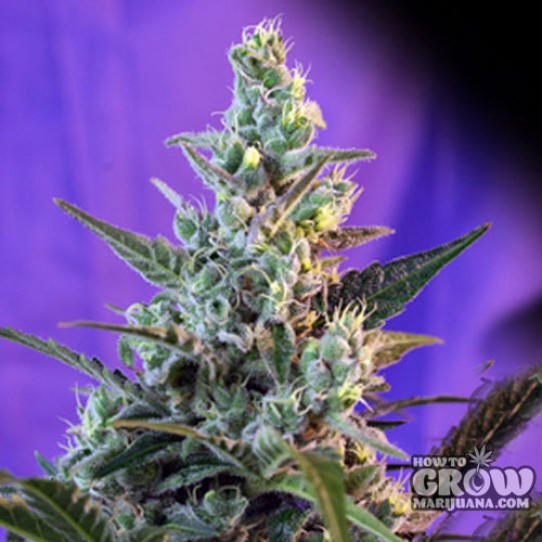 Sweet Seeds – Sweet Cheese Autoflowering Feminized