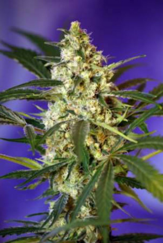 Sweet Fast Bud 2 Autoflowering Feminized Seeds