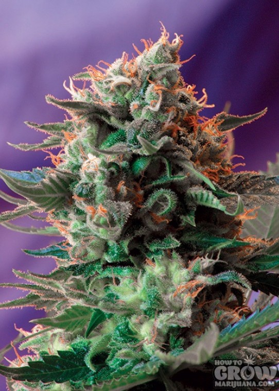 Sweet – Jack 47 F1 Fast Version Feminized Seeds