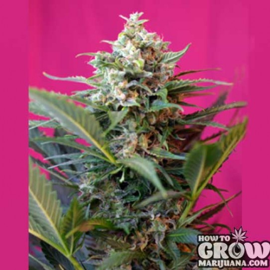 Sweet – Big Devil XL Automatic Feminized Seeds