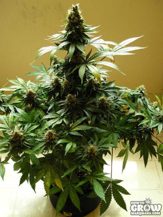 Nirvana – Swiss Cheese Feminized Seeds