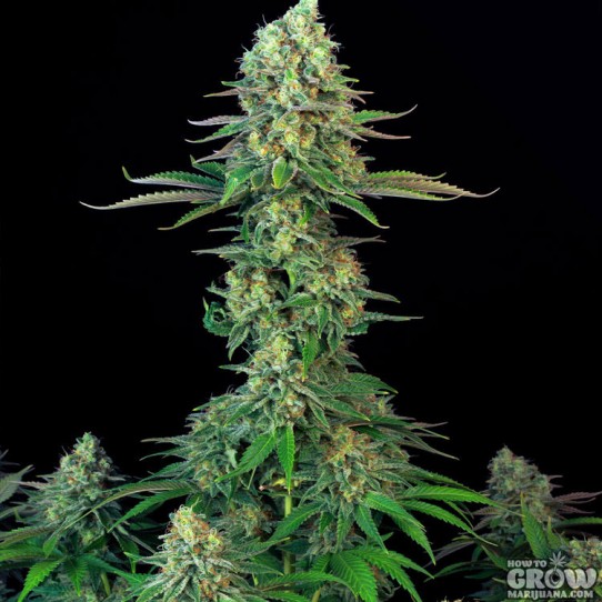 T.H. Seeds – Original Bubble Gum Feminized Seeds